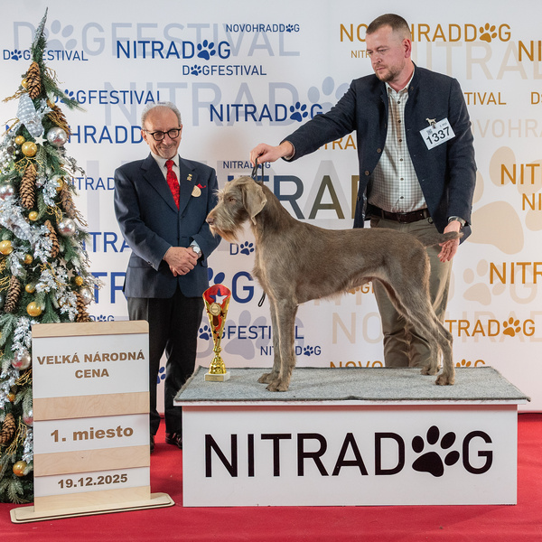 nitracacib-slovenský-hrubosrstý-stavač1